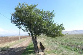 Land For Sale, Special, Teleti