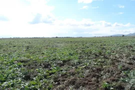 Land For Sale, Special, Teleti