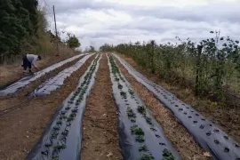 იყიდება მიწის ნაკვეთი, სასოფლო - სამეურნეო, დიდი ხორში