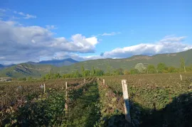 Land For Sale, Agricultural, Napareuli