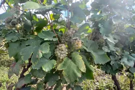 Продается Земля, Сельскохозяйственные, Napareuli