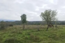 Продается Земля, Сельскохозяйственные, Норио 