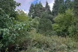 იყიდება მიწის ნაკვეთი, საინვესტიციო, ნასაკირალი