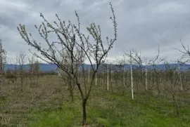 იყიდება, უნივერსალური კომერციული  ფართი, შილდა