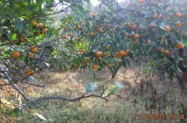 Land For Sale, Kveda Kondidi