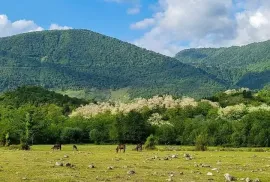 იყიდება მიწის ნაკვეთი, არა სასოფლო - სამეურნეო, სალხინო 
