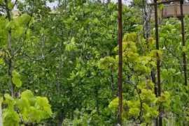 Land For Sale, Agricultural, Ivertubani