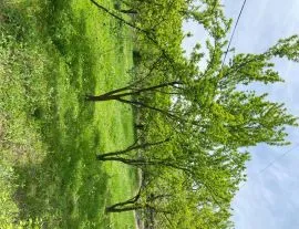 Land For Sale, Non Agricultural, Navazi