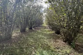 იყიდება მიწის ნაკვეთი, სასოფლო - სამეურნეო, კახათი