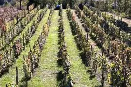 Land For Sale, Agricultural, Napareuli