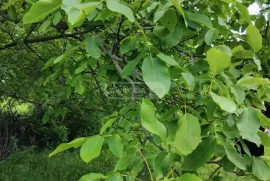 Продается Земля, Не Сельскохозяйственный, Jorjiashvili