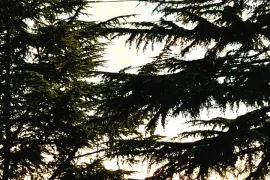 Land For Sale, Agricultural, Lanchkhuti