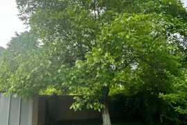 House For Sale, 7 Room, Dusheti , Tsitelsofeli