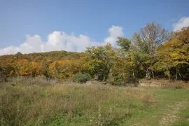 Land For Sale, Non Agricultural, Tskhvarichamia