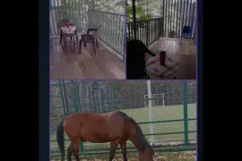 Аренда, 2 Kомнатная, Старое здание,  Окрестности Тбилиси, Цхнети