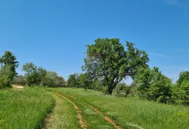 Poreč okolica: Građevinsko zemljište 7 km od Poreča, Poreč, Land