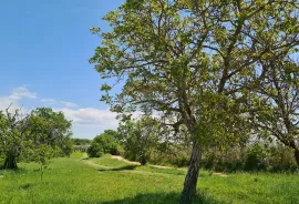 Poreč okolica: Građevinsko zemljište 7 km od Poreča, Poreč, Land