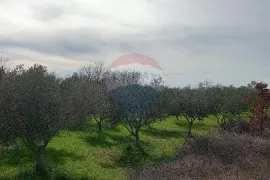 Istra, okolica Vodnjana, maslinik i pašnjak, Vodnjan, Zemljište