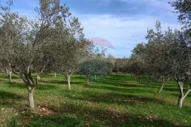 Istra, okolica Vodnjana, maslinik i pašnjak, Vodnjan, Zemljište