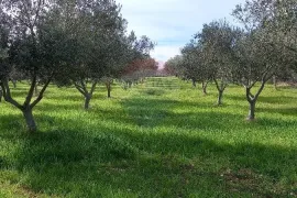 Istra, okolica Vodnjana, maslinik i pašnjak, Vodnjan, Zemljište