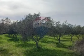 Istra, okolica Vodnjana, maslinik i pašnjak, Vodnjan, Zemljište