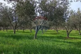 Istra, okolica Vodnjana, maslinik i pašnjak, Vodnjan, Zemljište