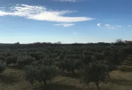 POLJOPRIVREDNO ZEMLJIŠTE S UHODANIM POSLOM U MASLINARSTVU, LEPURI - BENKOVAC, Benkovac, Land