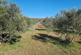 Zemljište prodaja Turanj 4938 m2, Sveti Filip I Jakov, Terra