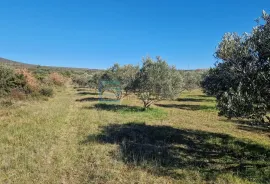 Zemljište prodaja Turanj 4938 m2, Sveti Filip I Jakov, Terra