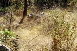 POLJOPRIVREDNO ZEMLJIŠTE, TOP POZICIJA! 100 m OD MORA, BRAČ - SPLITSKA, Supetar, Land