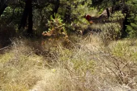 POLJOPRIVREDNO ZEMLJIŠTE, TOP POZICIJA! 100 m OD MORA, BRAČ - SPLITSKA, Supetar, Land