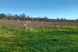 VELIKA POLJOPRIVREDNA PARCELA UZ GLAVNU CESTU, Vodnjan, Terreno