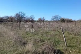 VELIKA POLJOPRIVREDNA PARCELA UZ GLAVNU CESTU, Vodnjan, Zemljište