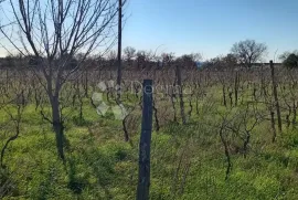 VELIKA POLJOPRIVREDNA PARCELA UZ GLAVNU CESTU, Vodnjan, Terreno