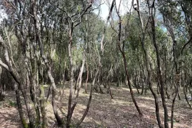 Poljoprivredno zemljište drugi red do mora, Marčana, Terreno