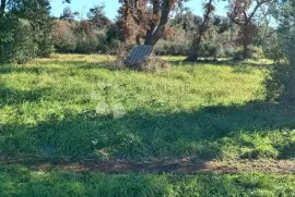 Građevinsko zemljište na atraktivnoj lokaciji, Vodnjan, Terreno