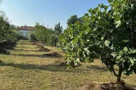 Otok Krk, Malinska - maslinik s vikendicom i pogledom na more, Malinska-Dubašnica, Terreno