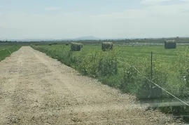 Batajnica/Busije zemljiste na prodaju, Zemun, Tierra