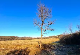 Poljoprivredno zemljište , Umag , Istra , 400 m2, Umag, Terra