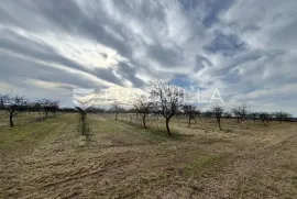 Budrovci, poljoprivredno zemljište s voćnjakom višanja, 20811 m2, Đakovo, Terra