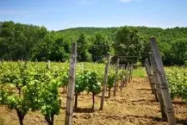 BEKTEŽ - VINOGRAD S VIKENDICOM U  BLIZINI RIBNJAKA, Kutjevo, Terreno