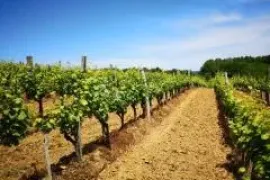 BEKTEŽ - VINOGRAD S VIKENDICOM U  BLIZINI RIBNJAKA, Kutjevo, Terreno