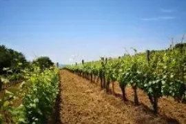 BEKTEŽ - VINOGRAD S VIKENDICOM U  BLIZINI RIBNJAKA, Kutjevo, Terreno