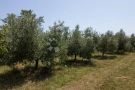 Građevinsko zemljište sa maslinikom pokraj Vodnjana, Vodnjan, أرض