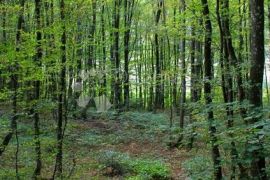 Poljoprivredno zemljište /šuma u Žbandaju, Poreč, Tierra