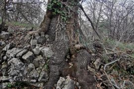 Veliko poljoprivredno zemljište u okolici Cera, Žminj, Terrain