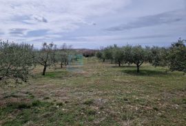 MASLINIK i VOĆNJAK s obnovljenom kamenom kućom PRODAJA!, Benkovac, Famiglia