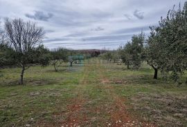 MASLINIK i VOĆNJAK s obnovljenom kamenom kućom PRODAJA!, Benkovac, Famiglia