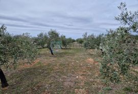 MASLINIK i VOĆNJAK s obnovljenom kamenom kućom PRODAJA!, Benkovac, Famiglia