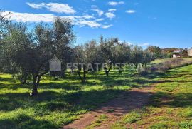 Istra, Rakalj - Veliko građevinsko-poljoprivredno zemljište 8620 m2, Marčana, Tierra